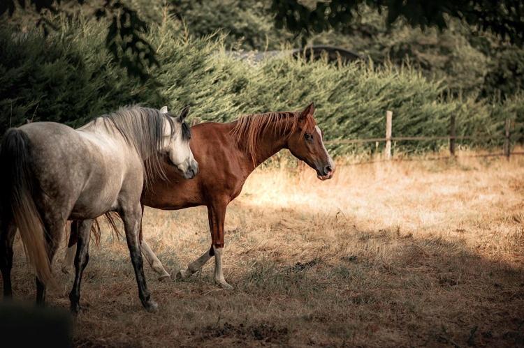 Le Ranch Amadeus Bed and Breakfast Saint-Paul-en-Born Exteriör bild